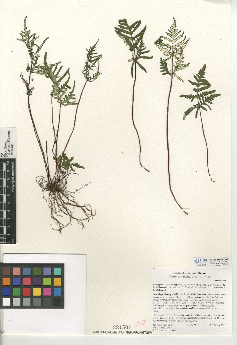 Goldback Fern