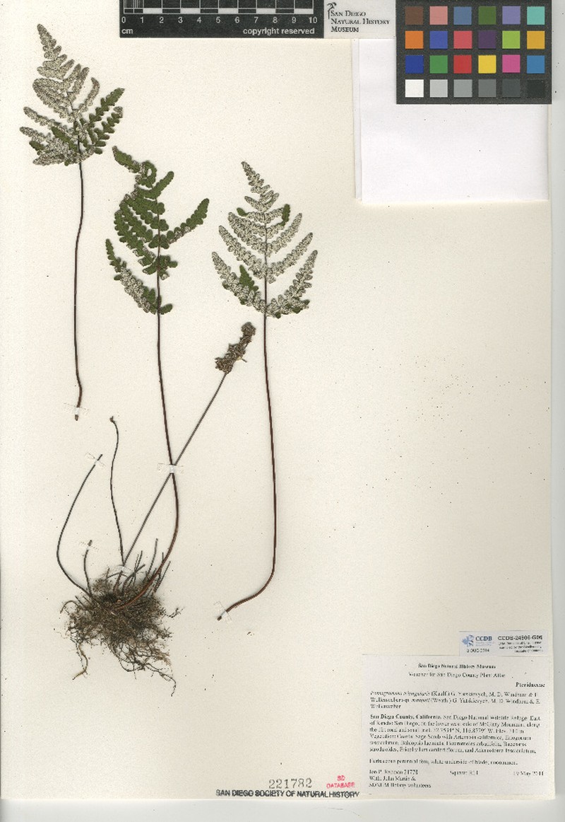 Goldback Fern photo 2