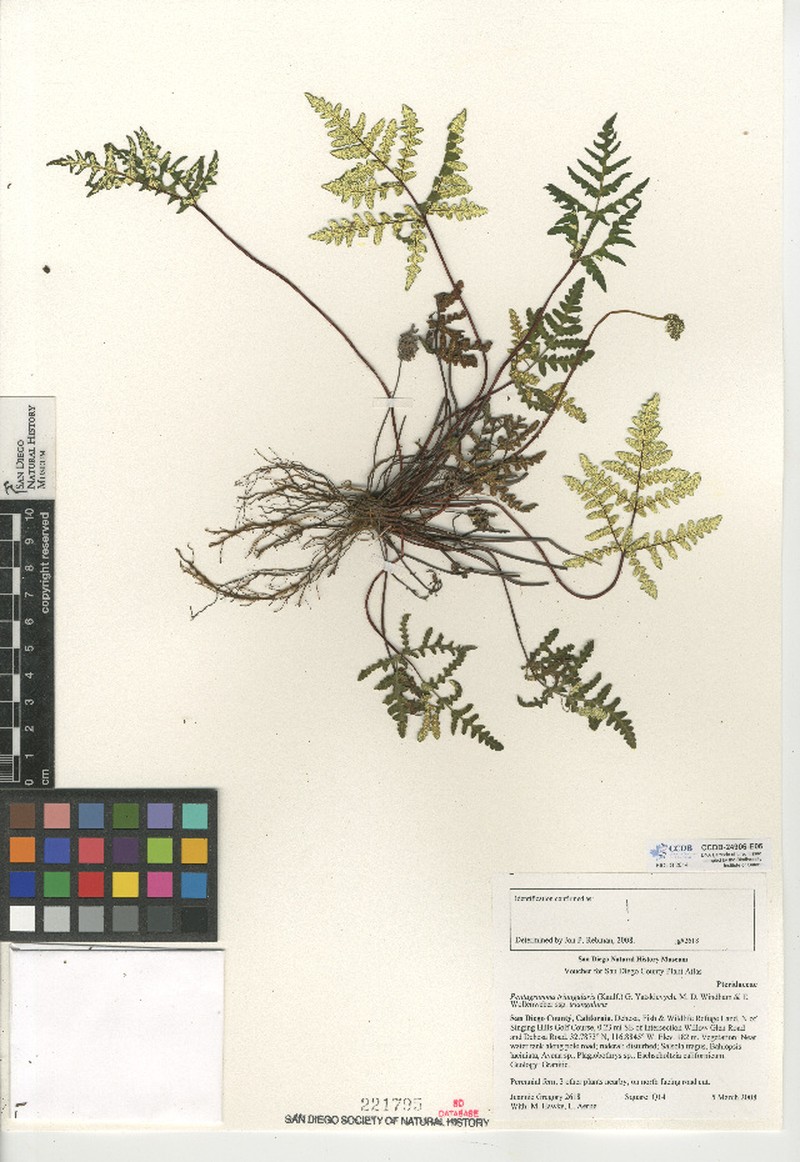 Goldback Fern photo 3