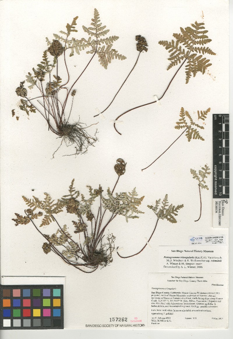 Goldback Fern photo 4