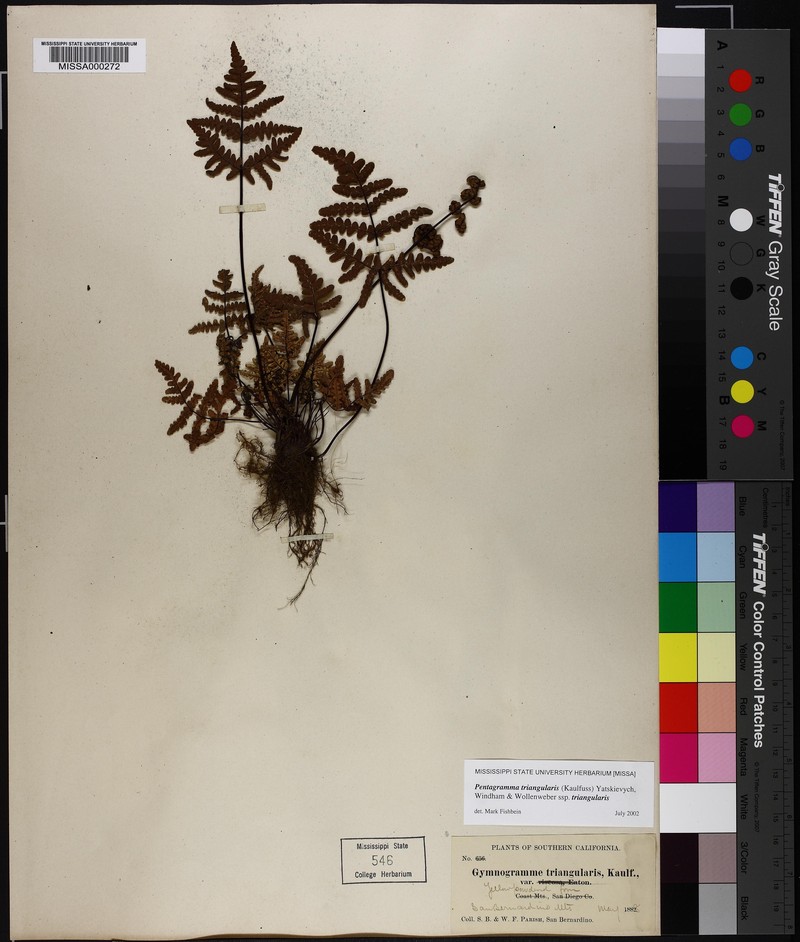Goldback Fern photo 5