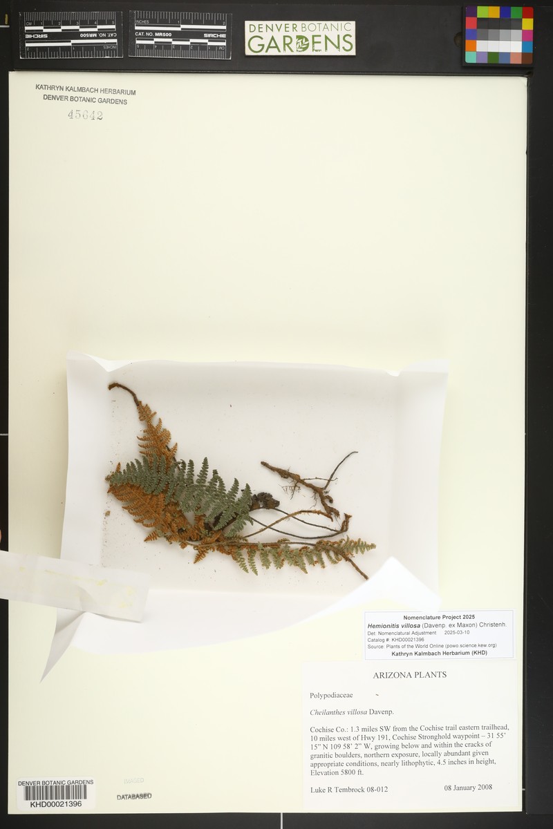 Villous Lipfern