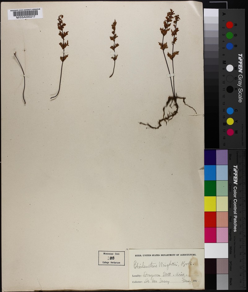 Wright's Lipfern