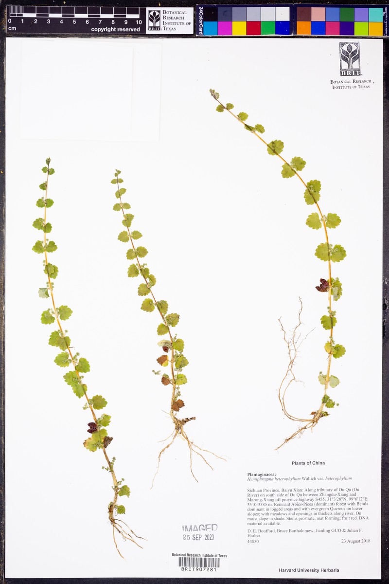 Hemiphragma heterophyllum var. heterophyllum
