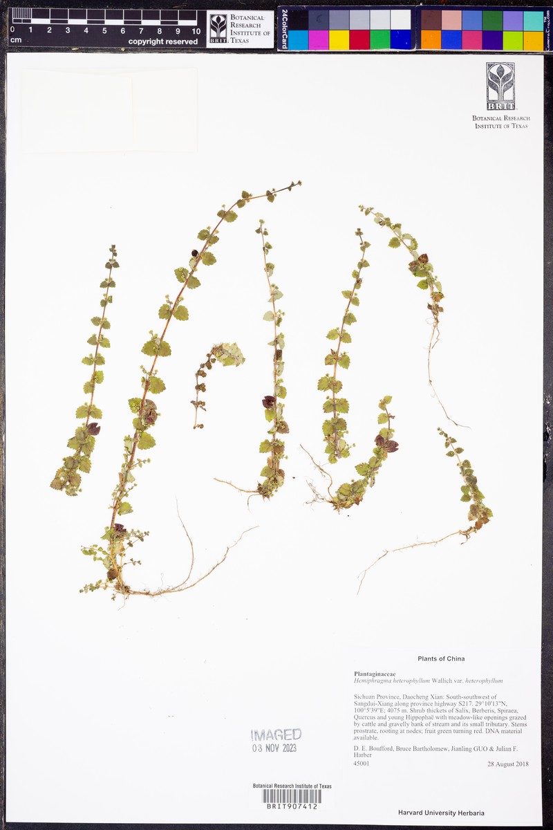 Hemiphragma heterophyllum var. heterophyllum photo 2