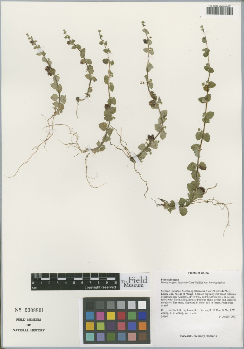 Hemiphragma heterophyllum var. heterophyllum photo 3