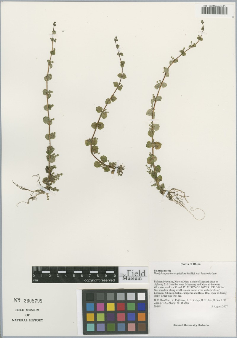 Hemiphragma heterophyllum var. heterophyllum photo 4