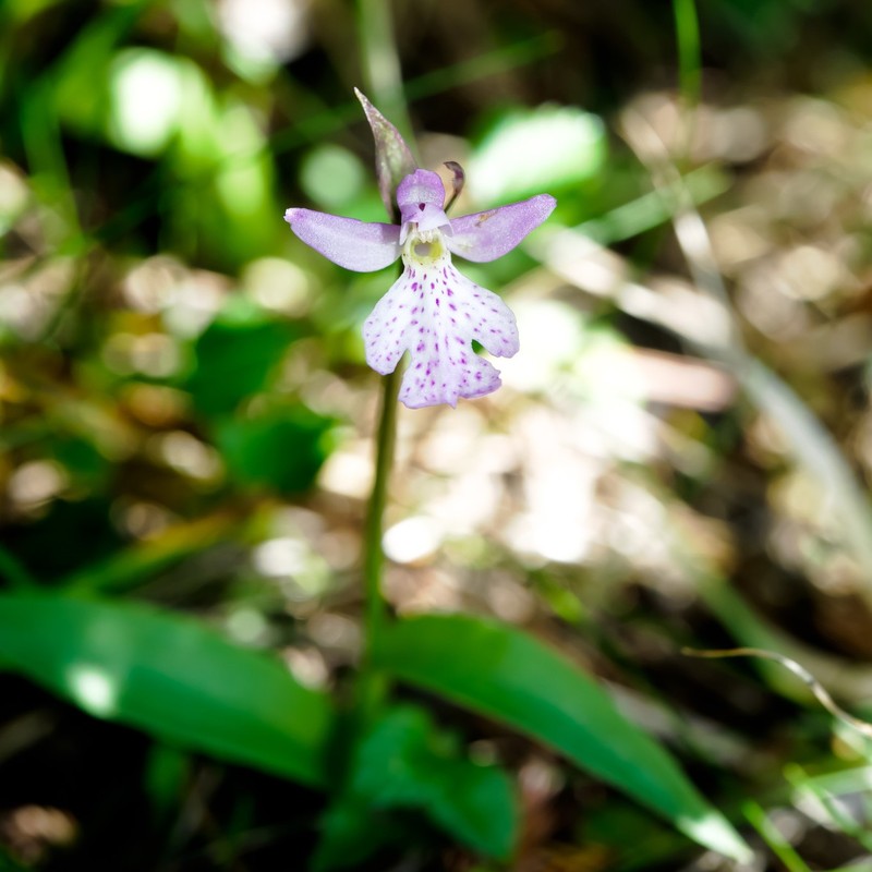 Hemipilia alpestris