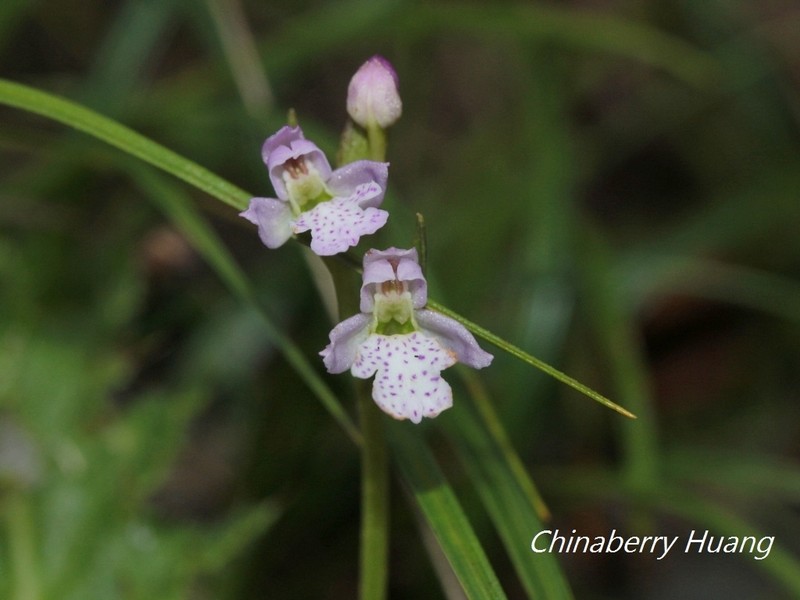 Hemipilia alpestris photo 3