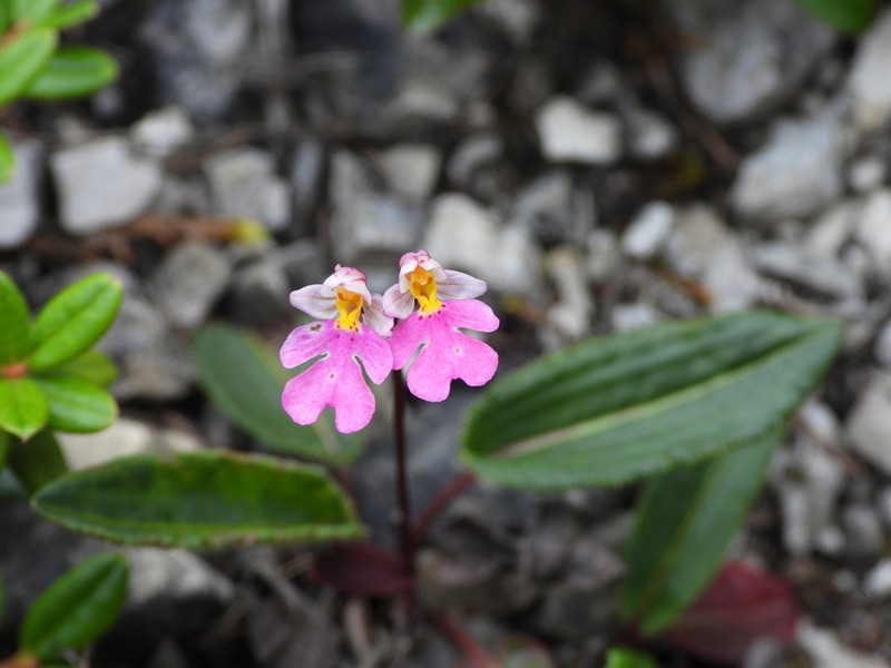 Hemipilia amplexifolia photo 2