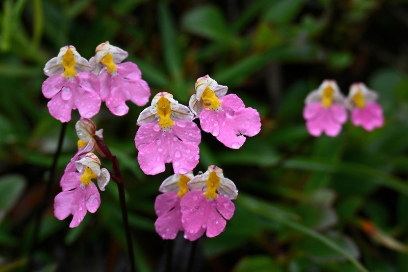 Hemipilia amplexifolia photo 3