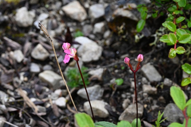 Hemipilia amplexifolia photo 5