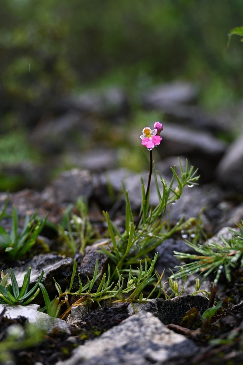 Hemipilia amplexifolia photo 6