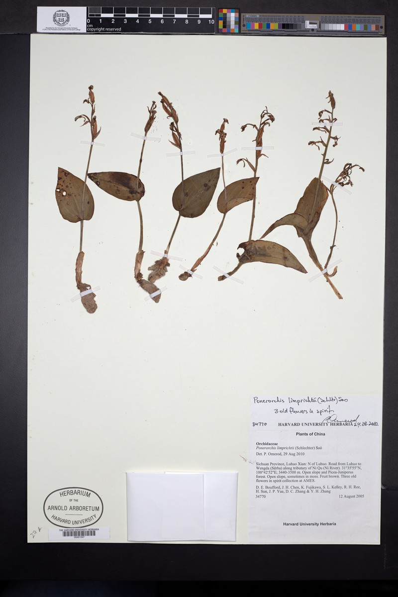 Hemipilia avisoides