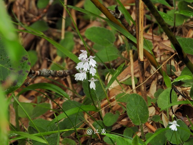 Hemipilia basifoliata