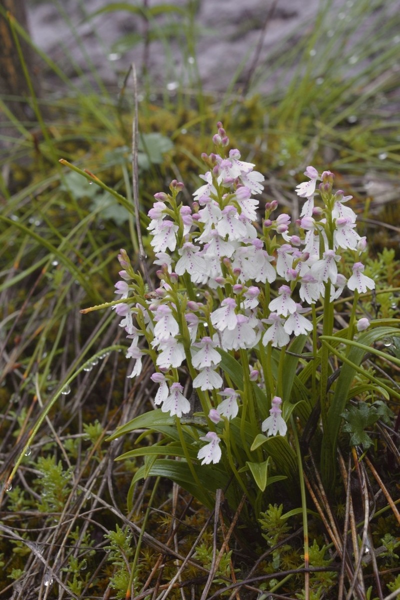 Hemipilia basifoliata photo 2