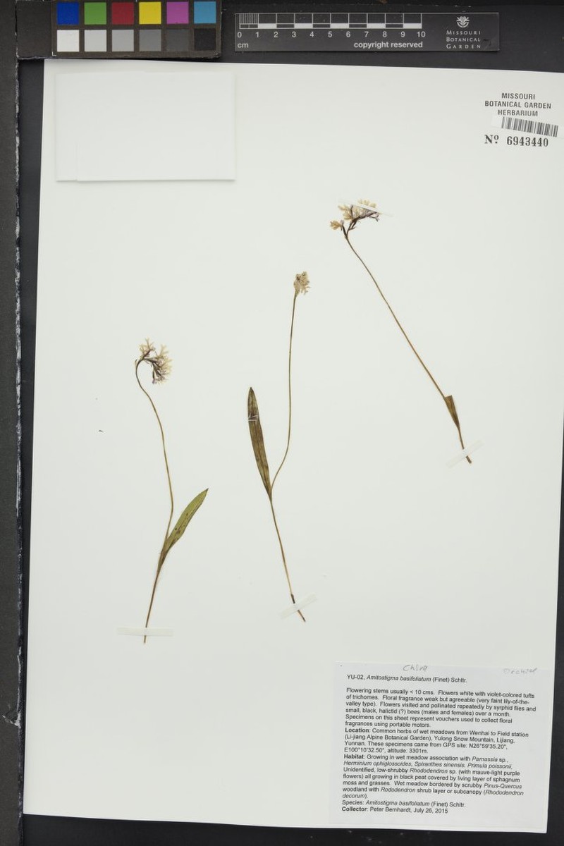 Hemipilia basifoliata photo 3