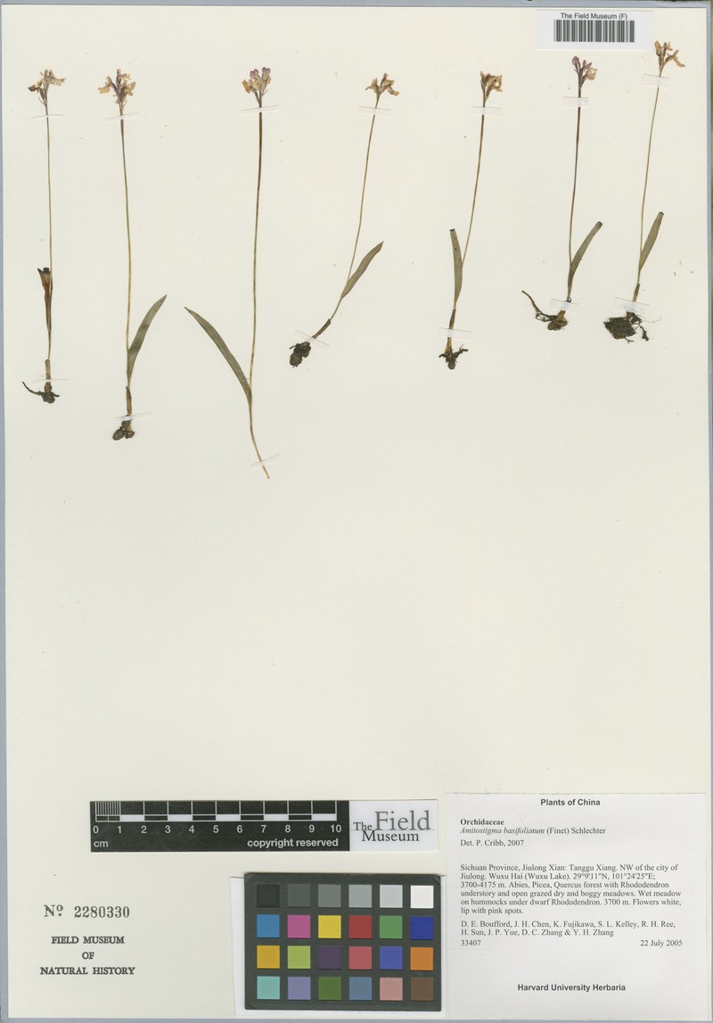 Hemipilia basifoliata photo 4