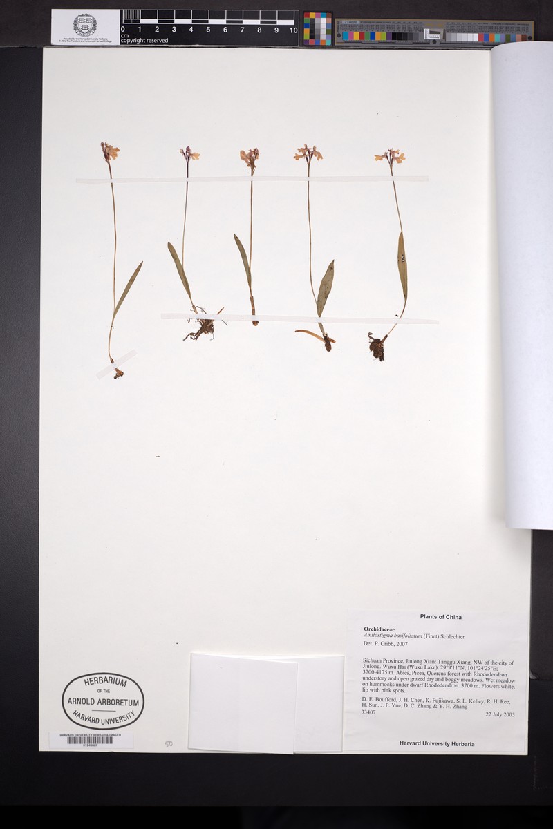 Hemipilia basifoliata photo 5