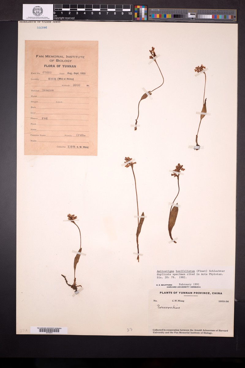 Hemipilia basifoliata photo 6
