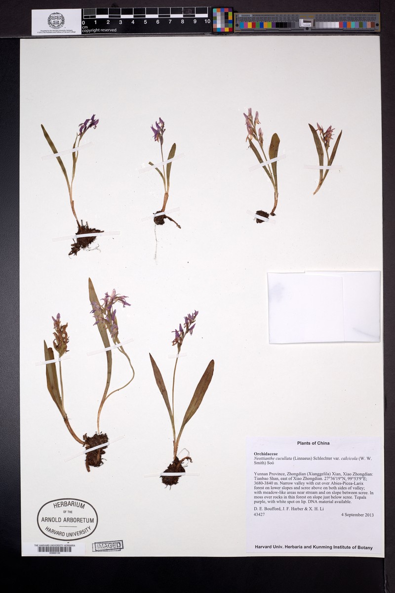 Hemipilia calcicola photo 3