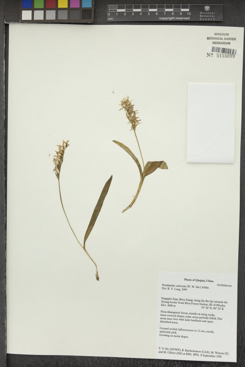 Hemipilia calcicola photo 4