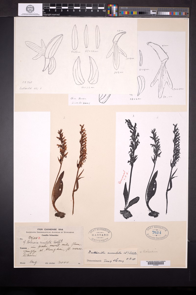 Hemipilia calcicola photo 5