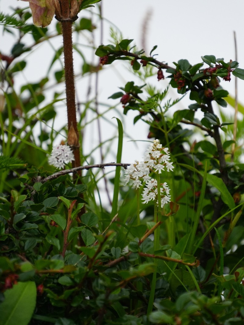 Hemipilia capitata photo 2