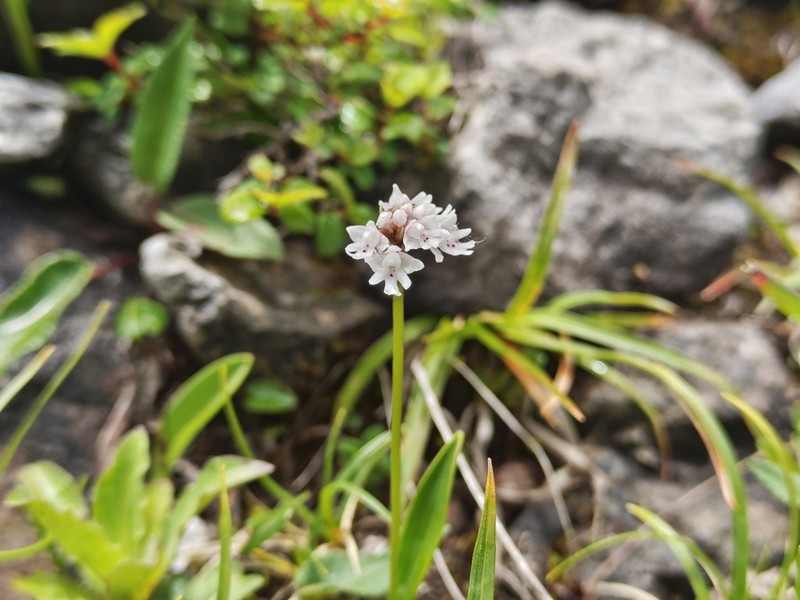 Hemipilia capitata photo 3
