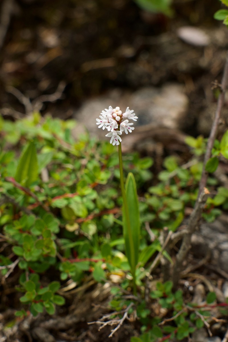 Hemipilia capitata photo 5