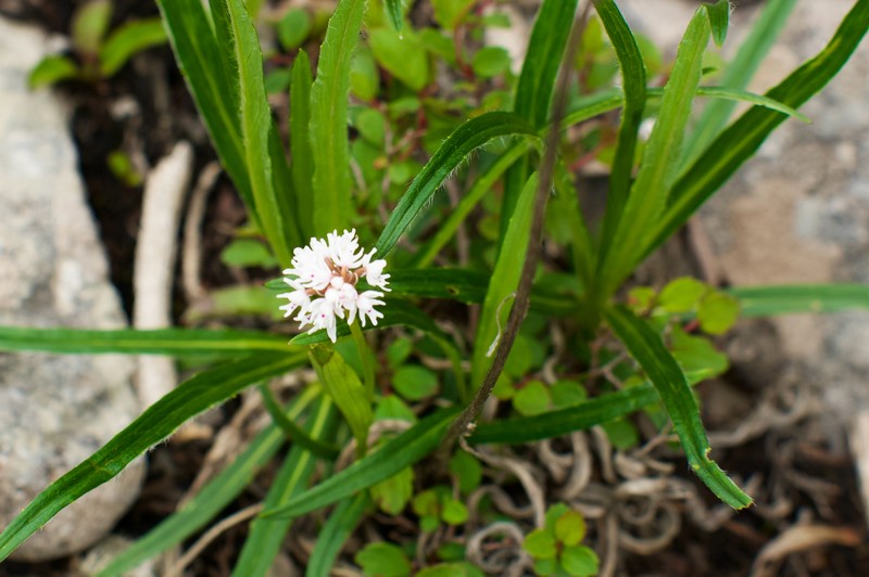 Hemipilia capitata photo 6