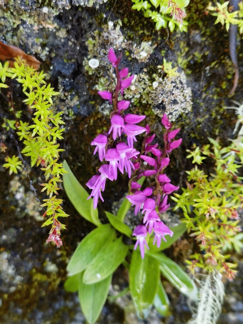 Hemipilia compacta