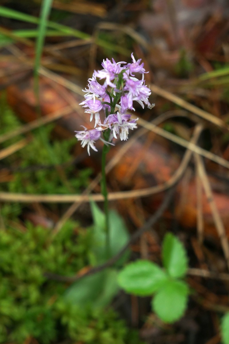 Hemipilia cucullata