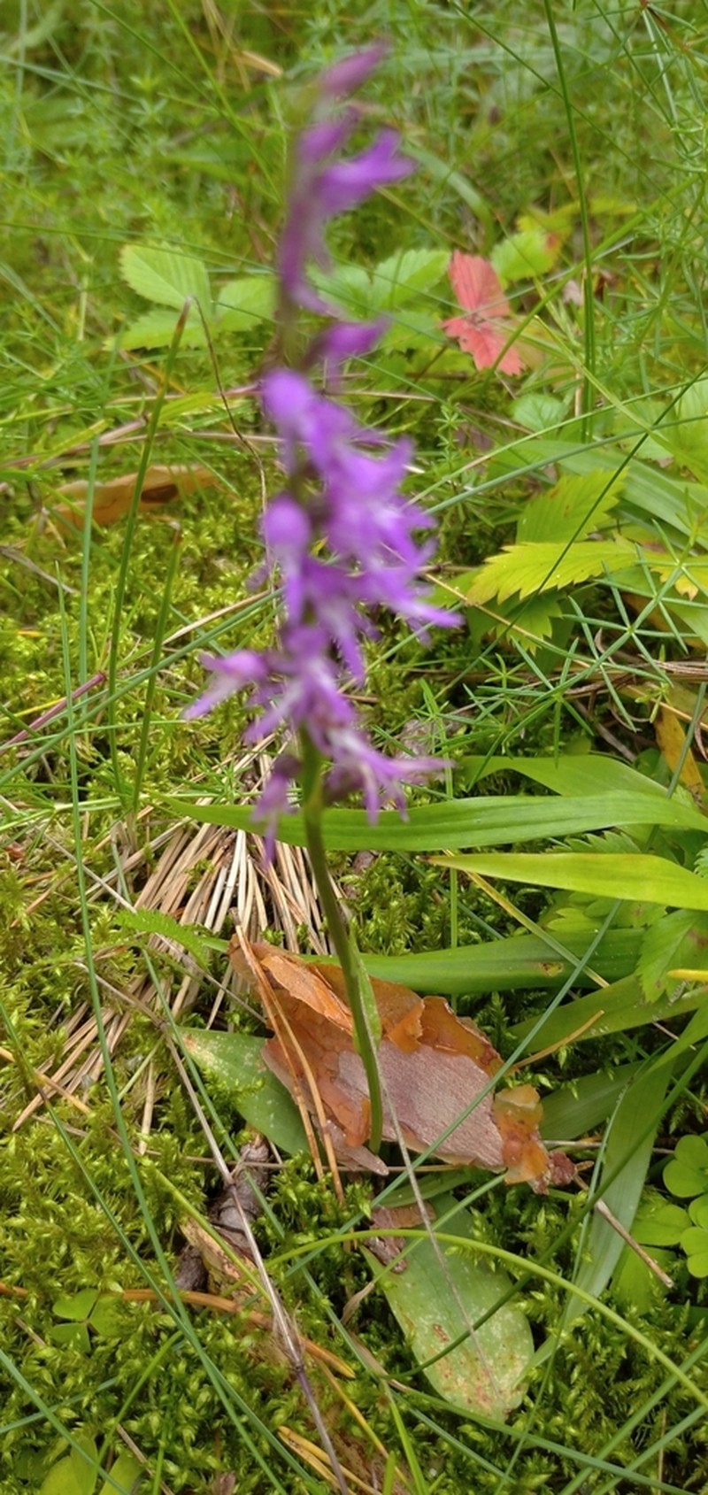 Hemipilia cucullata photo 8