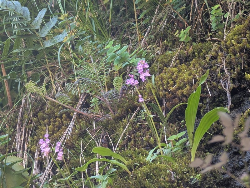 Hemipilia faberi photo 3