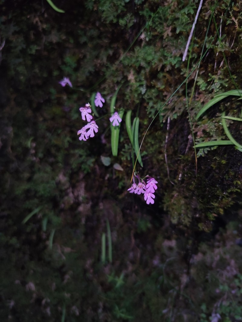 Hemipilia faberi photo 4