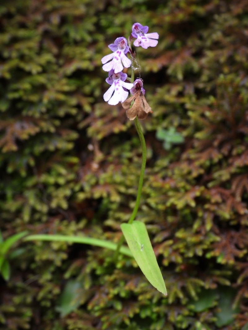 Hemipilia faberi photo 6