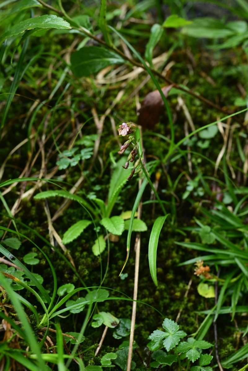 Hemipilia faberi photo 7