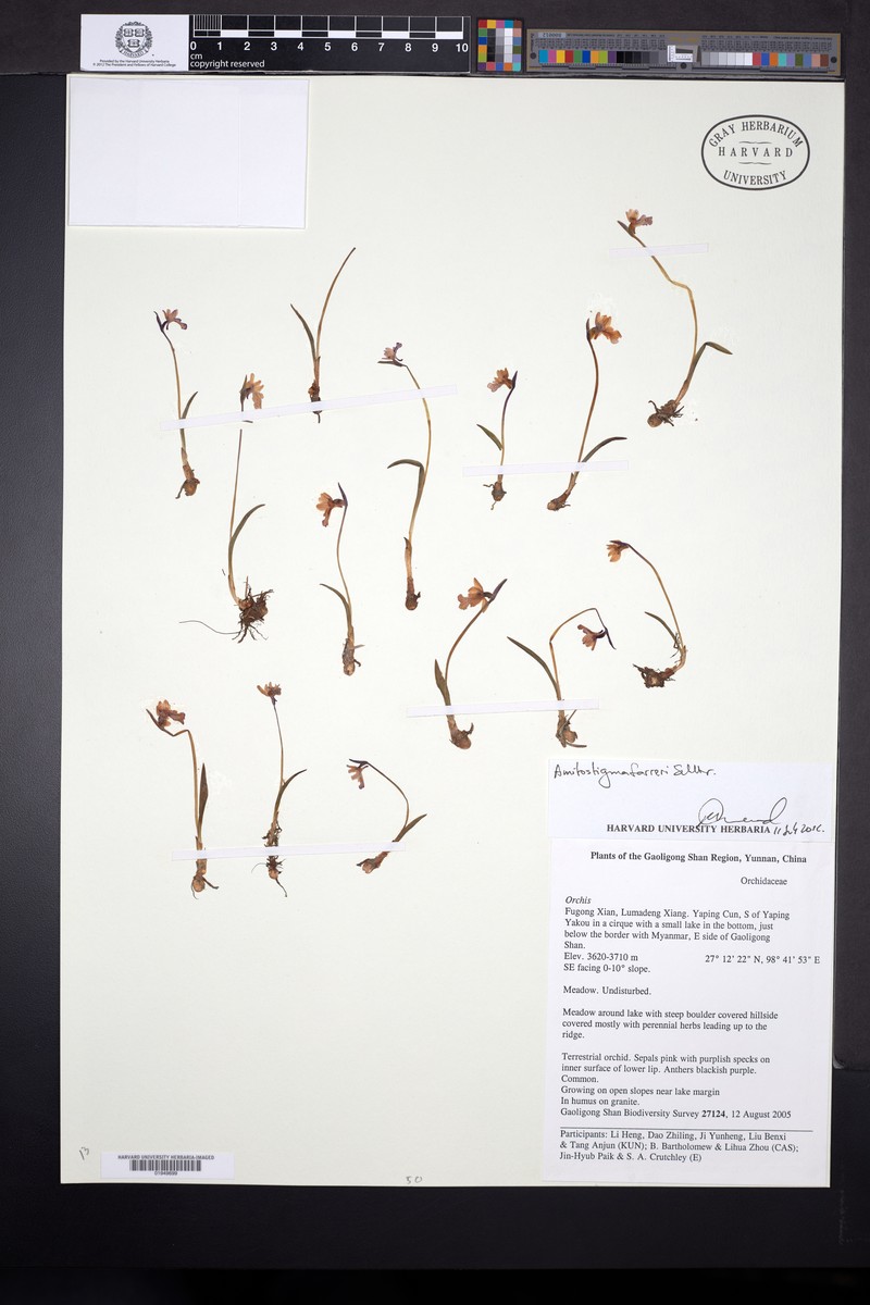 Hemipilia farreri