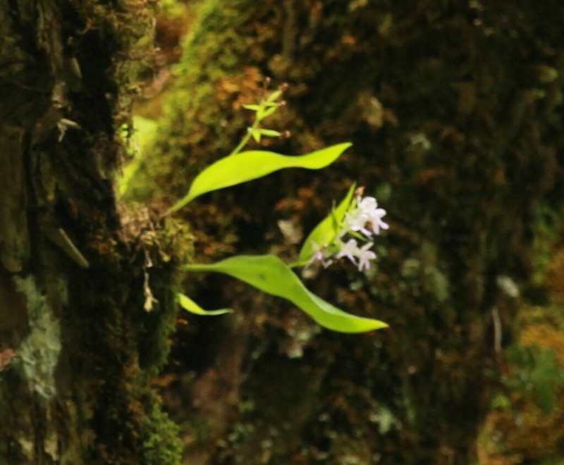 Hemipilia fujisanensis
