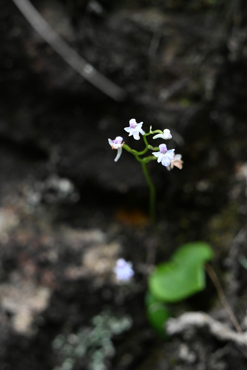 Hemipilia galeata