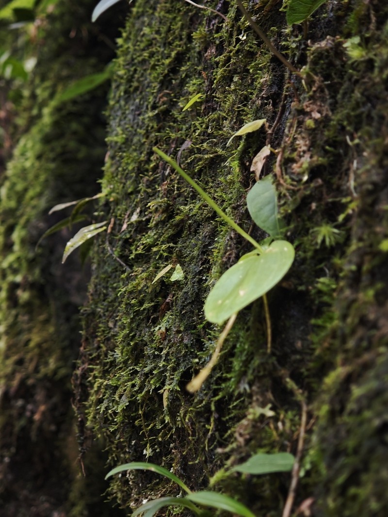 Hemipilia galeata photo 2