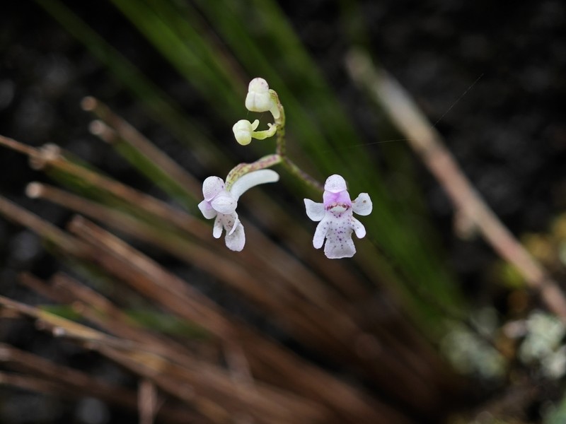 Hemipilia galeata photo 3