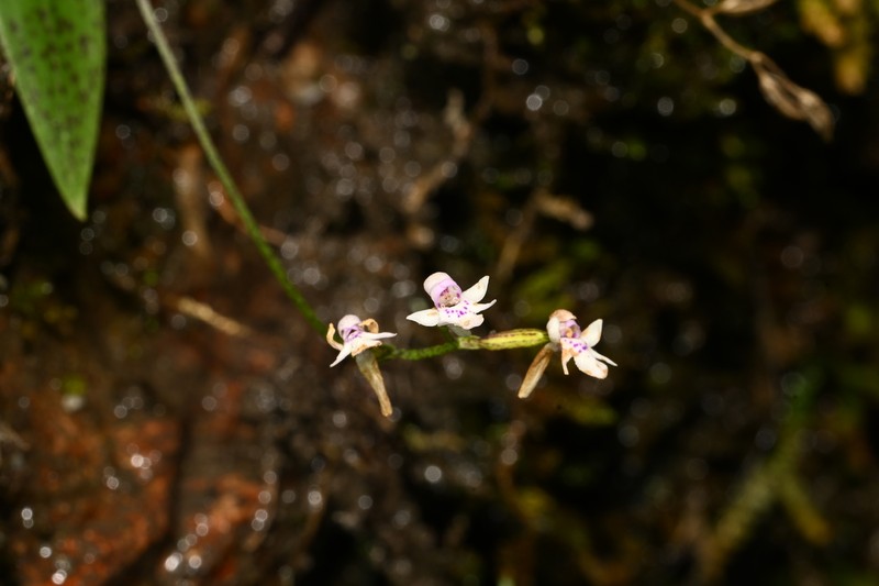 Hemipilia galeata photo 6