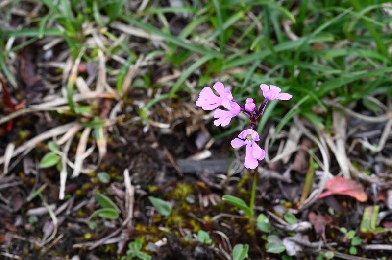 Hemipilia gonggashanica