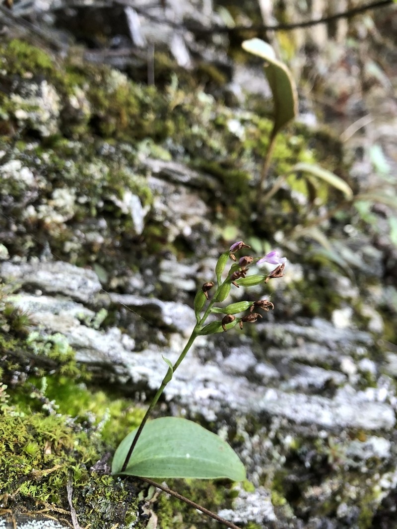 Hemipilia gracilis photo 2