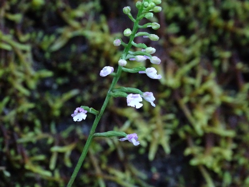 Hemipilia gracilis photo 4