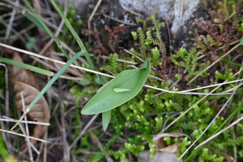 Hemipilia gracilis photo 5