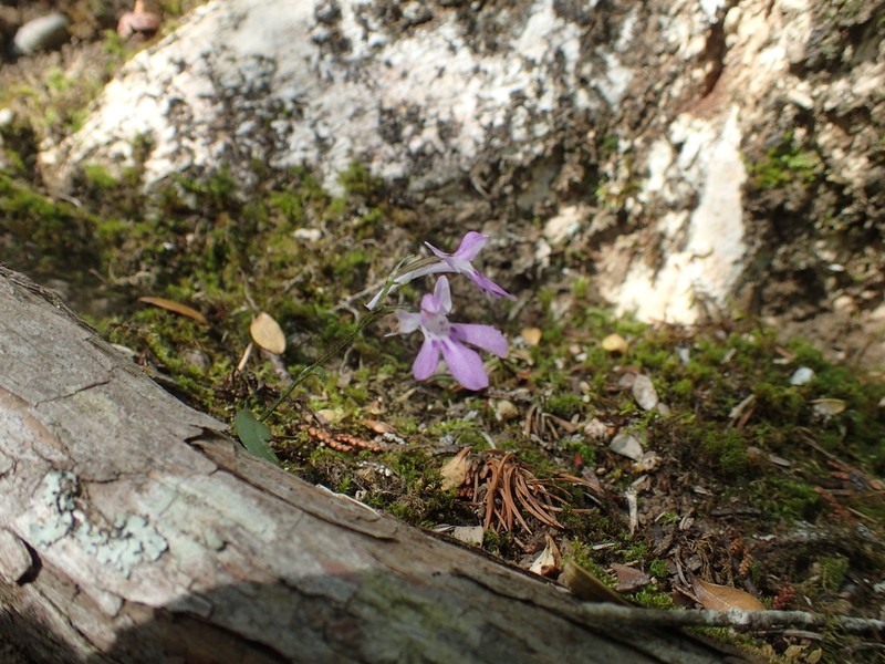 Hemipilia graminifolia photo 2