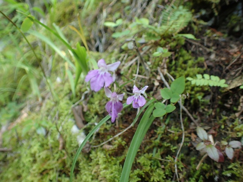 Hemipilia graminifolia photo 3